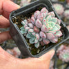 Echeveria subcorymbosa Juxtlahuaca (030 Giant Form)(w/pup)