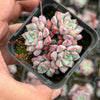 Echeveria subcorymbosa Juxtlahuaca (030 Giant Form)(w/pup)