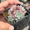 Echeveria subcorymbosa Juxtlahuaca (030 Giant Form)(w/pup)
