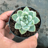 Echeveria elegans 'Albicans' (has marks)