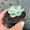 Echeveria elegans 'Albicans' (has marks)