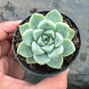 Echeveria elegans 'Albicans' (has marks)