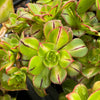 Aeonium 'Lemon-Lime' (aka. A. Starburst)(has mark)