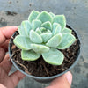 Echeveria elegans 'Albicans' (has marks)