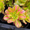 Aeonium 'Lemon-Lime' (aka. A. Starburst)(has mark)