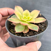 Aeonium decorum f. variegata (aka. Aeonium 'Kiwi' )(PLANT)