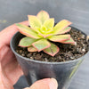 Aeonium decorum f. variegata (aka. Aeonium 'Kiwi' )(PLANT)