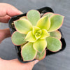 Aeonium decorum f. variegata (aka. Aeonium 'Kiwi' )(PLANT)