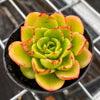 Echeveria agavoides 'Catherina' (has mark)