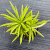 Senecio archeri