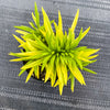Senecio archeri