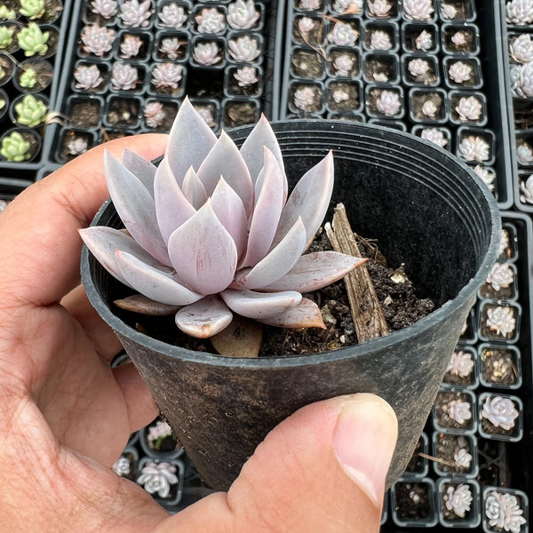 sugar jelly succulent Echeveria 'Sugar Jelly' – LET LOVE GROW (Succulent & Cactus)
