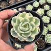 Echeveria Compton Carousel