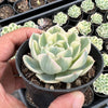 Echeveria Compton Carousel