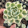 Echeveria Compton Carousel