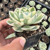 Echeveria Compton Carousel