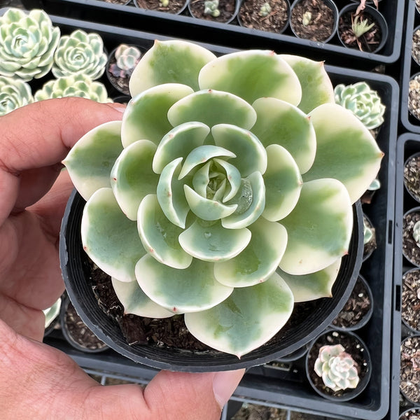 carousel succulent Echeveria Compton Carousel – LET LOVE GROW (Succulent & Cactus)