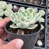 Echeveria Compton Carousel
