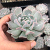 Echeveria pinwheel 'Revolution'