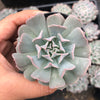 Echeveria pinwheel 'Revolution'