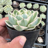 Echeveria Compton Carousel