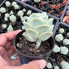 Graptoveria 'Lovely Rose'