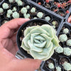 Graptoveria 'Lovely Rose'