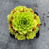 Aeonium aizoon
