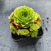 Aeonium aizoon