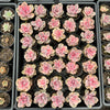 Echeveria Rainbow West