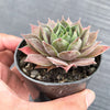 Sempervivum 'Ohio Burgundy' (w/pup)