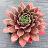 Sempervivum 'Ohio Burgundy' (w/pup)