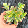 Echeveria Golden Nugget Variegated (w/pup)