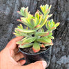 Echeveria Golden Nugget Variegated (w/pup)