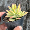 Echeveria Golden Nugget Variegated (w/pup)