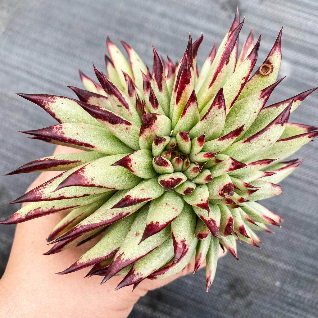 Echeveria agavoides 'Ebony' CREST