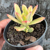 Echeveria Golden Nugget Variegated (w/pup)