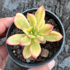 Echeveria Golden Nugget Variegated (w/pup)