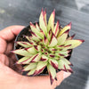 Echeveria agavoides 'Ebony' CREST