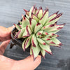 Echeveria agavoides 'Ebony' CREST