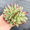 Echeveria agavoides 'Ebony' CREST