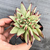 Echeveria agavoides 'Ebony' CREST