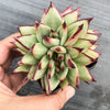 Echeveria agavoides 'Ebony' CREST