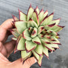 Echeveria agavoides 'Ebony' CREST