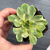 Aeonium castello-paivae f. variegata 'Suncup' (w/pup)(CLEARANCE)