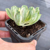 Aeonium castello-paivae f. variegata 'Suncup' (w/pup)(CLEARANCE)