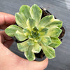 Aeonium castello-paivae f. variegata 'Suncup' (w/pup)(CLEARANCE)