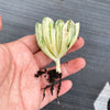 Aeonium castello-paivae f. variegata 'Suncup' (w/pup)(CLEARANCE)