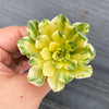 Aeonium castello-paivae f. variegata 'Suncup' (w/pup)(CLEARANCE)