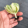 Aeonium castello-paivae f. variegata 'Suncup' (w/pup)(CLEARANCE)